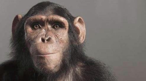 美国人与猩猩交视频,揭秘美人与猩猩的神秘互动瞬间