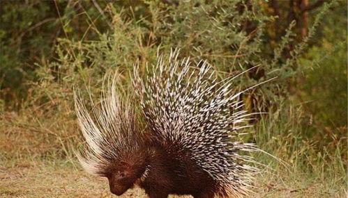 豪猪交配视频教程,从视频教程中学习最佳繁殖方法